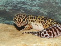 Freda---100_2639.jpg