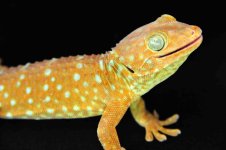 Super Red_3DS5952LR.jpg