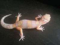 gecks.jpg