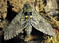 Goliath Moth _3DS2187LR.jpg