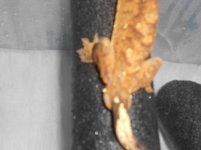 DSCN0387.jpg DSCN0387.jpg