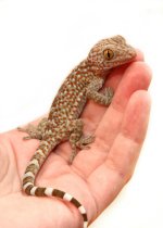 Tokay7e.jpg