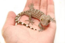 Tokay8e.jpg