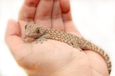 Tokay10e.jpg