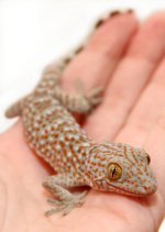 Tokay12e.jpg