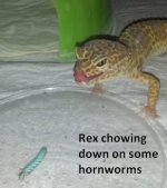 get-attachment (4).jpg