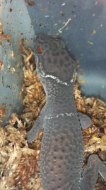cave gecko.jpg