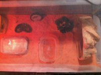 enclosure2.jpg enclosure2.jpg