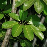 Schefflera-actinophylla-t.jpg
