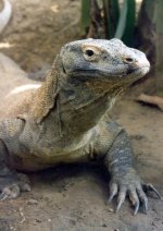 Kamodo Dragon LR.jpg