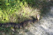 Cottonmouth_3808lr.jpg Cottonmouth_3808lr.jpg