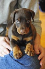 Riley on lap_3DS5419LR.jpg