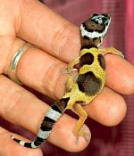 baby_leopard_gecko.jpg