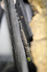 G smithi Hatchling_3DS6100.jpg G smithi Hatchling_3DS6100.jpg