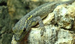 lygodactylus female.jpg