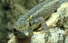 lygodactylus female 2.jpg