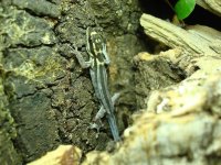 skinny gecko.jpg