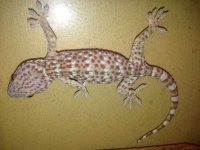 tokay.jpg