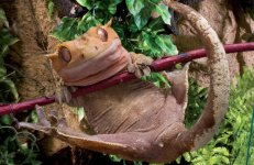 crestie-cut-out1.jpg