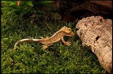 moss and gecko.jpg