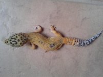 Stumpy.jpg