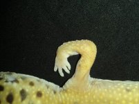 stummp.jpg