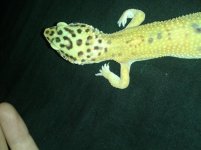 stumpy's arms.jpg