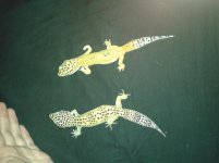 Zilly and Stumpy.jpg