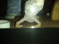 I can hold up my body weight!.jpg
