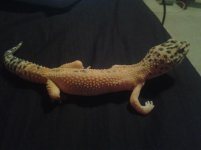 Look at my back feet and legs!.jpg