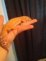 IMG_0392-1_zpsa28d7e1e.jpg IMG_0392-1_zpsa28d7e1e.jpg