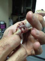 Gecka herida 2.jpg Gecka herida 2.jpg
