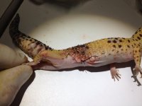 Gecka herida 1.jpg Gecka herida 1.jpg