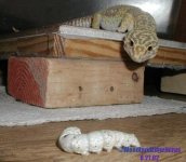 cleosilkworm1 (1).jpg