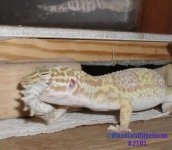 cleosilkworm3.jpg