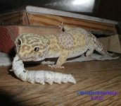 cleosilkworm2 (1).jpg