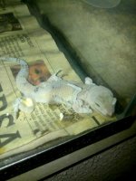 gecko moises.jpg
