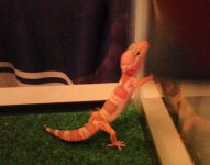 Gecko.jpg