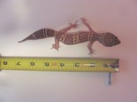 randall2.jpg randall2.jpg