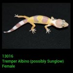 gecko.jpg gecko.jpg