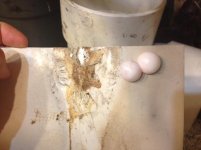 Tokay Eggs 06242013.jpg