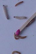 peq_larva_mariposa2.jpg peq_larva_mariposa2.jpg