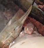 tokay_pair.jpg