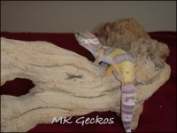 Brownie8.jpg Brownie8.jpg