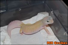 Murphy_patternless3.jpg Murphy_patternless3.jpg