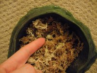 gecko egg.jpg gecko egg.jpg