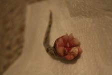 IMG_1115.jpg