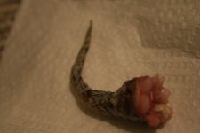 IMG_1116.jpg