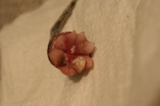 IMG_1117.jpg
