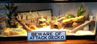 BEWARE OF ATTACK GECKO.jpg